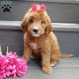 Trixie, Mini Goldendoodle Puppy